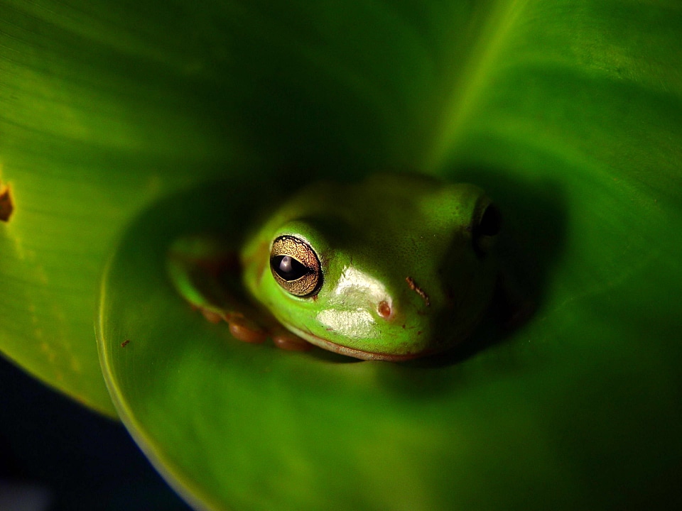 Amphibia animal beautiful photo