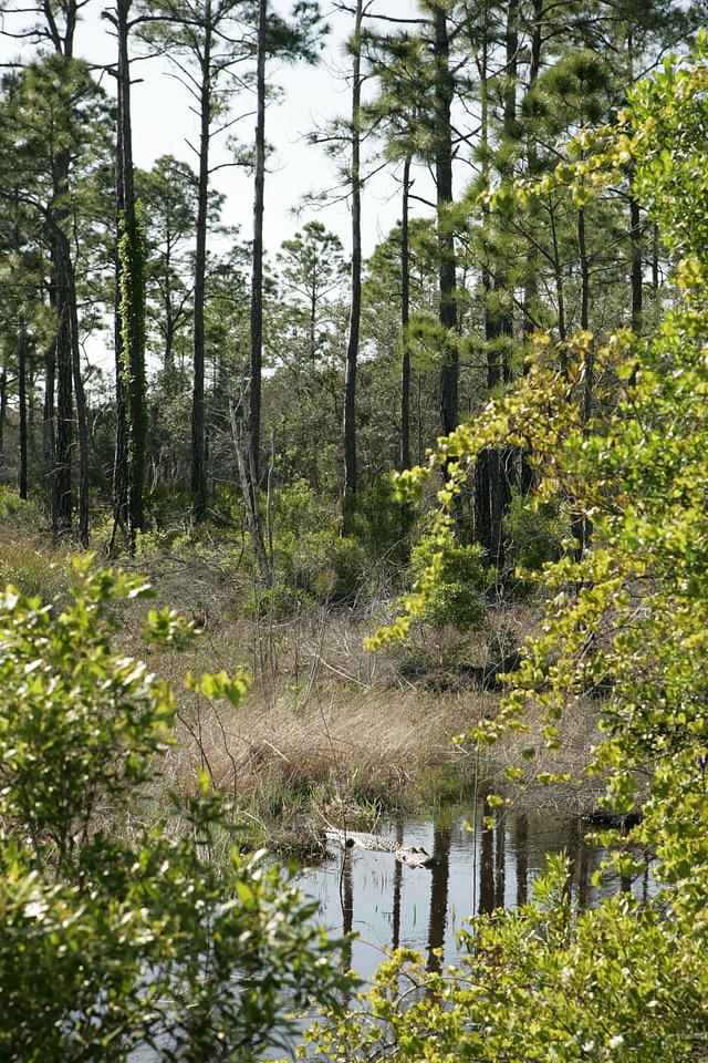 Alligator forest 