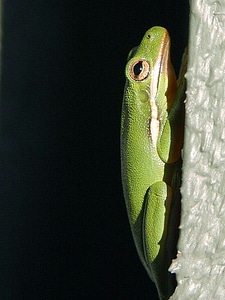 Amphibia frog green frog photo