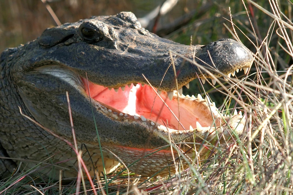 Alligator american strike