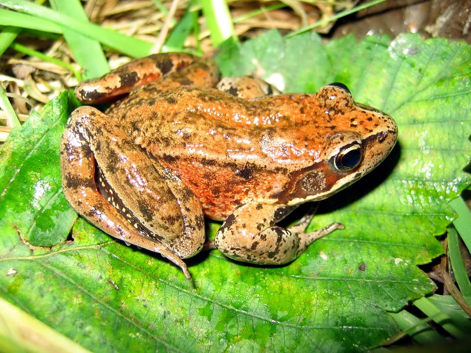 Adult amphibia aurora