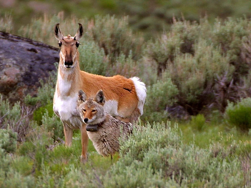 Antelope coyote park
