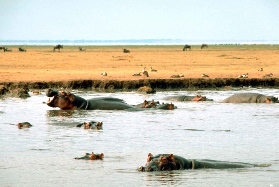 African east hippopotamus