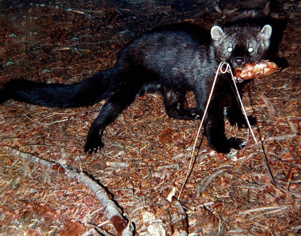 Angler animal predator