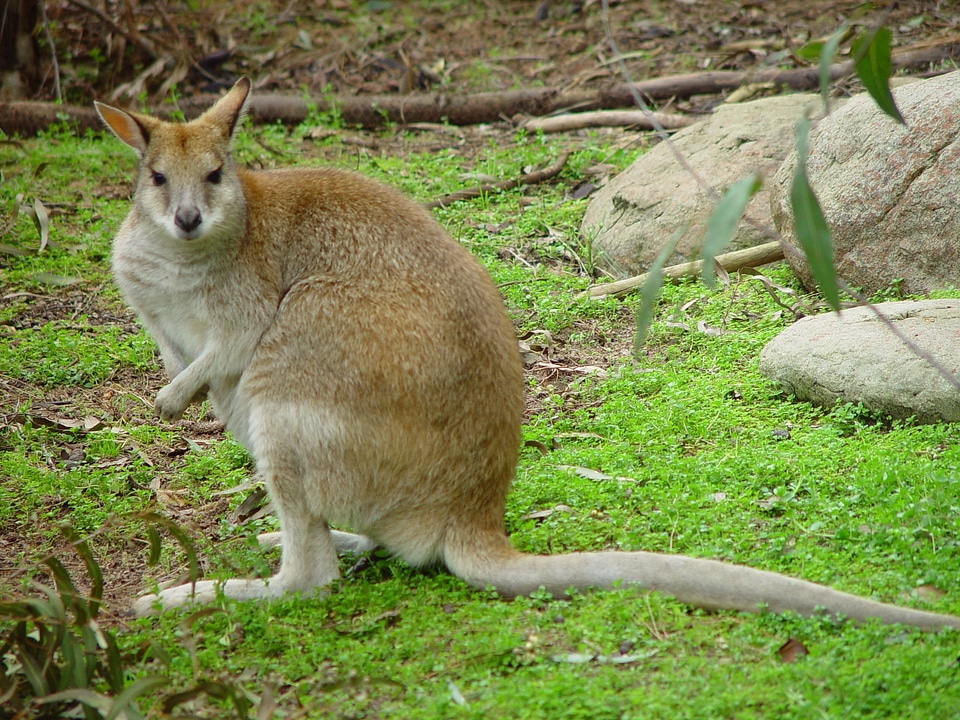 Animal kangaroo 