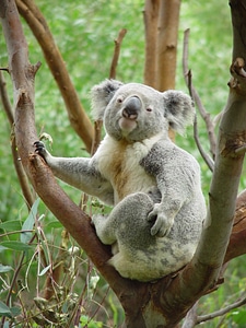 Animal koala tree photo