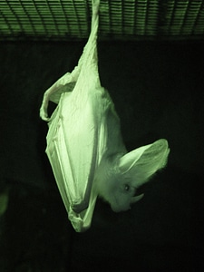 Animal bat ghost