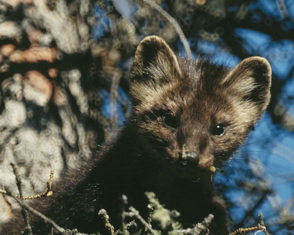 Animal mammal marten
