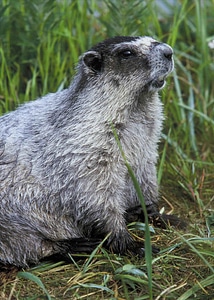Animal mammal marmot