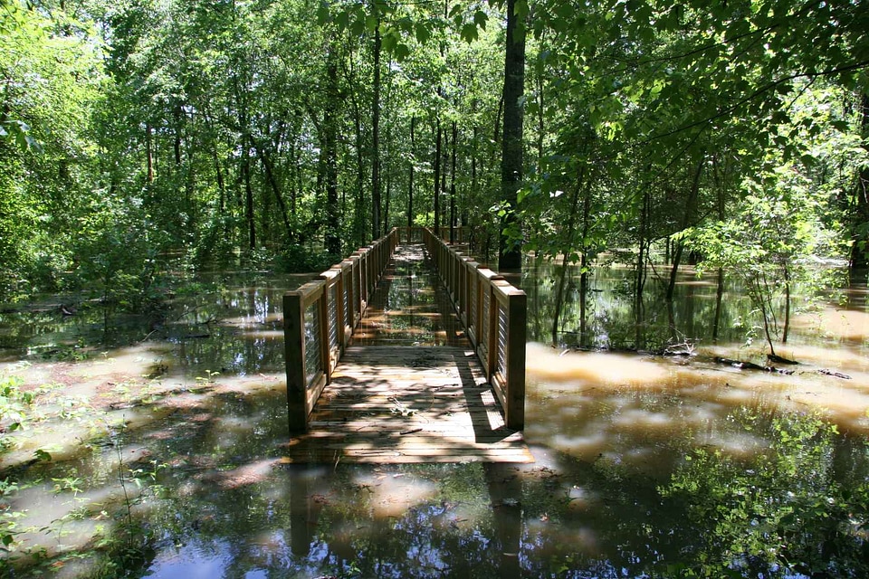 Bridge forest water
