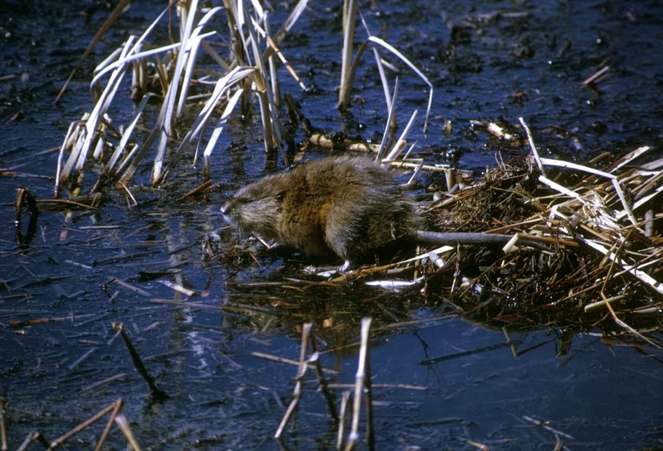 Animal mammal muskrat
