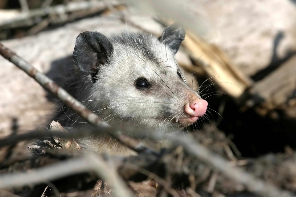 Animal opossum 