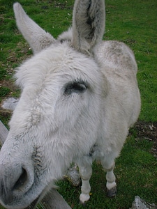 Close-Up mule white