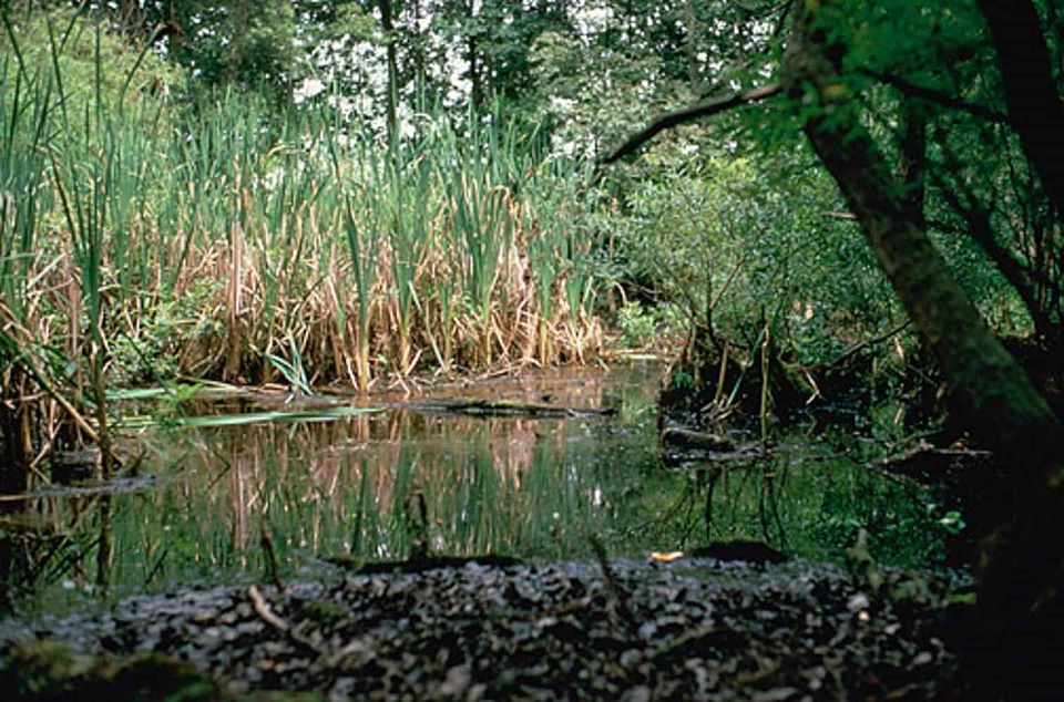 Jungle  