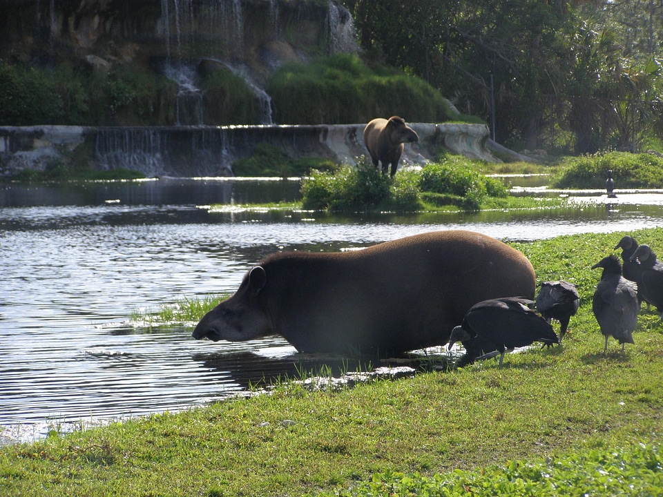Tapir  