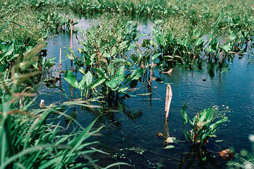 Recovery vegetation 