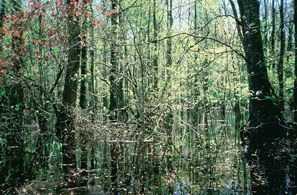 Background hardwood 