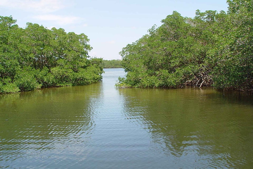 Lake water wetland