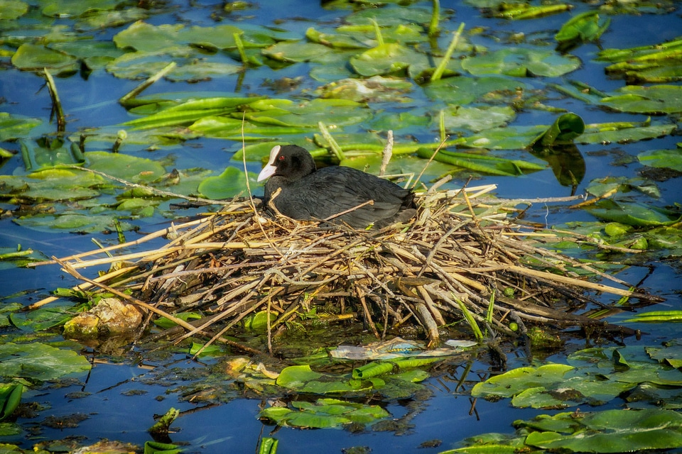 Pond water nesting photo