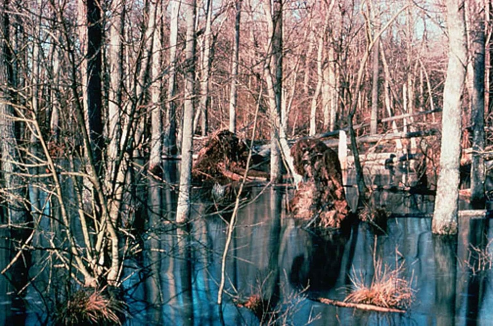 Marsh timber wetland