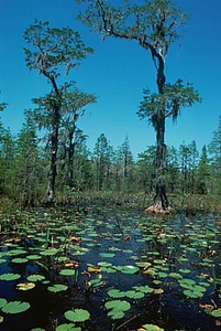 Photograph wetland 
