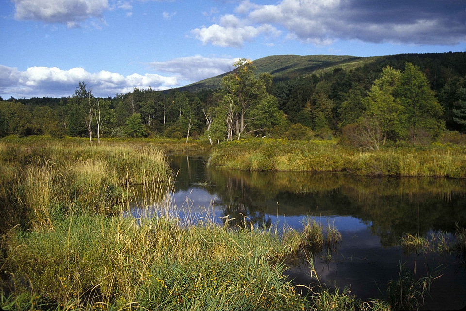 Camp scene wetland