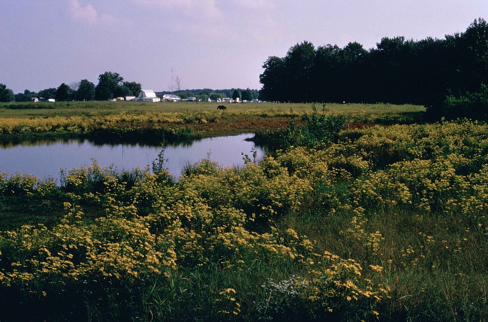 Flowers wetland yellow