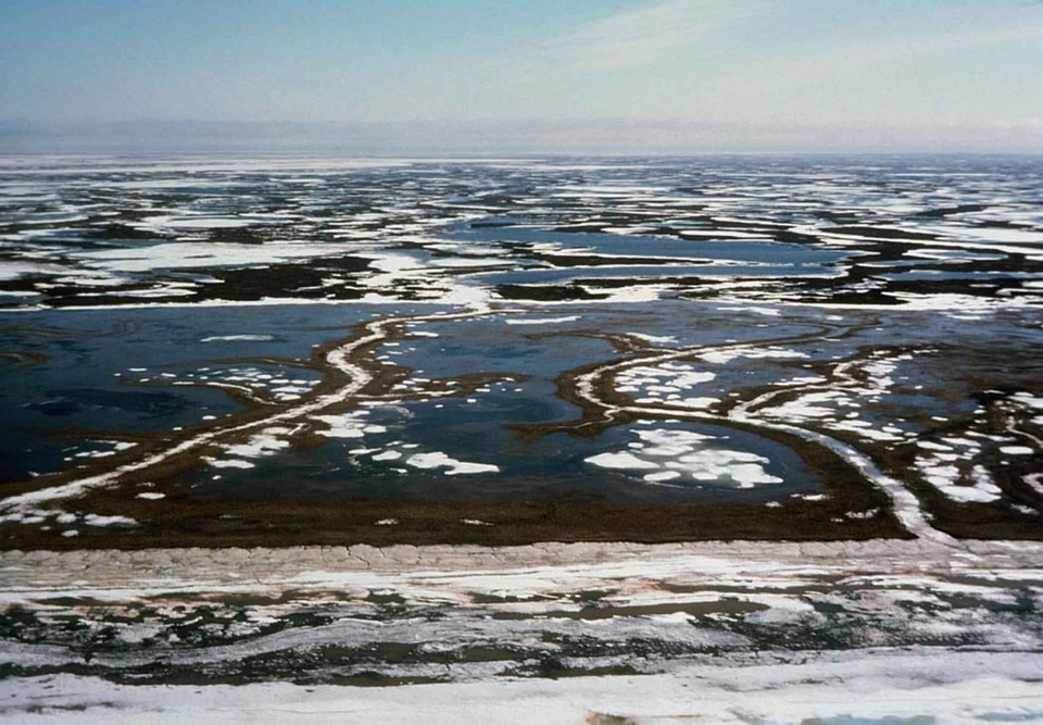 Scene snow wetland