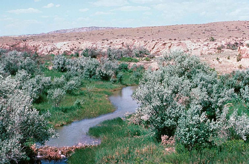 Feather habitat wetland