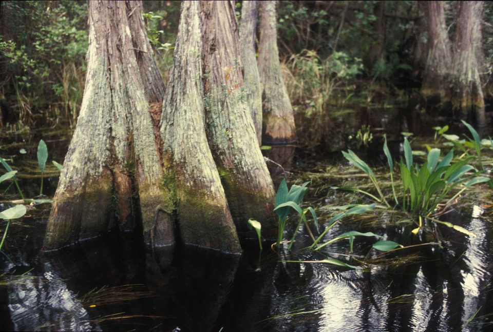 Ebony marsh perspective