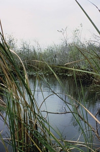 Marsh perspective vegetation