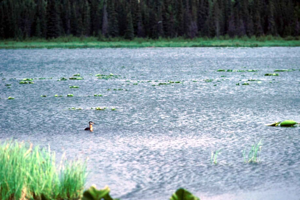 Aquatic Bird marsh water