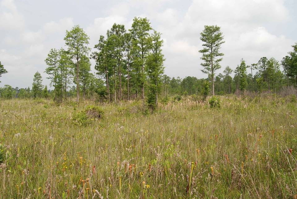 Crops vegetation wet
