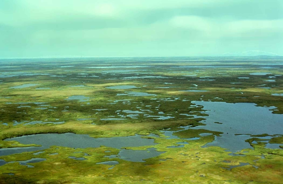 Autumn greenery marsh