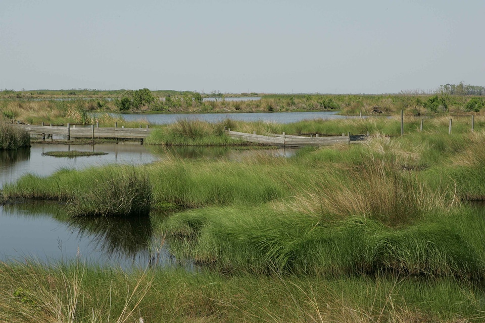 Beautiful marsh water