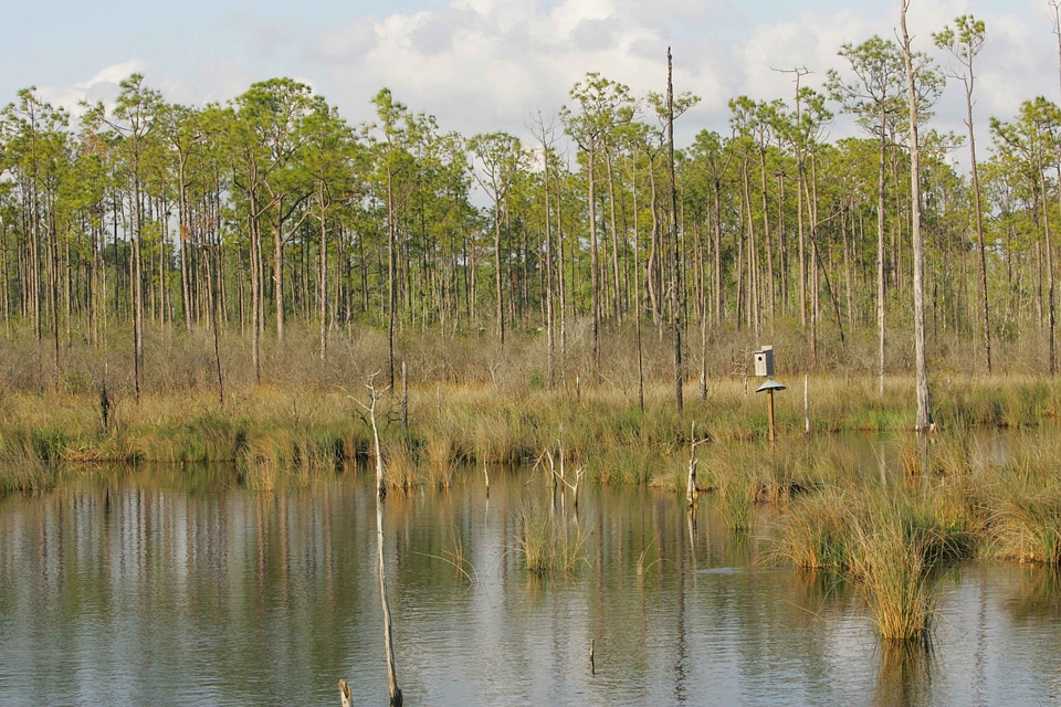 Border marsh water