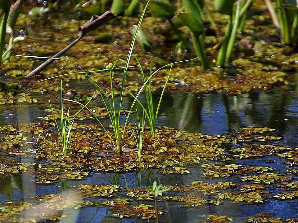 Lake  