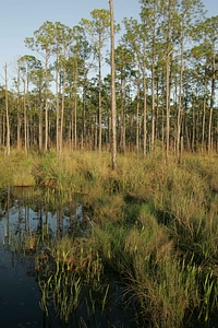 Depicting habitat photo photo
