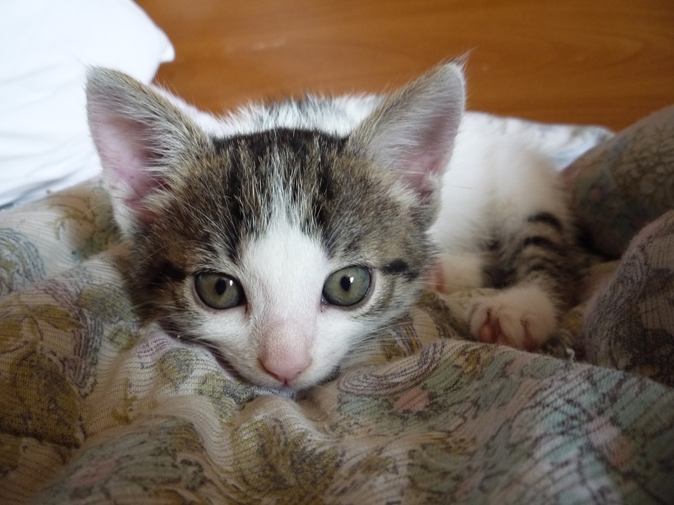 Animal cute domestic