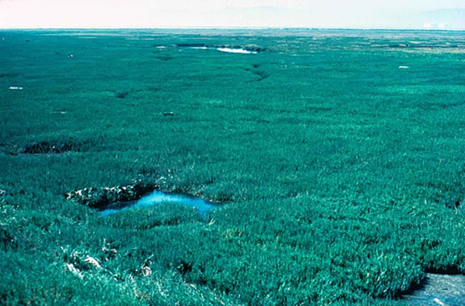 Marsh sale salt marsh