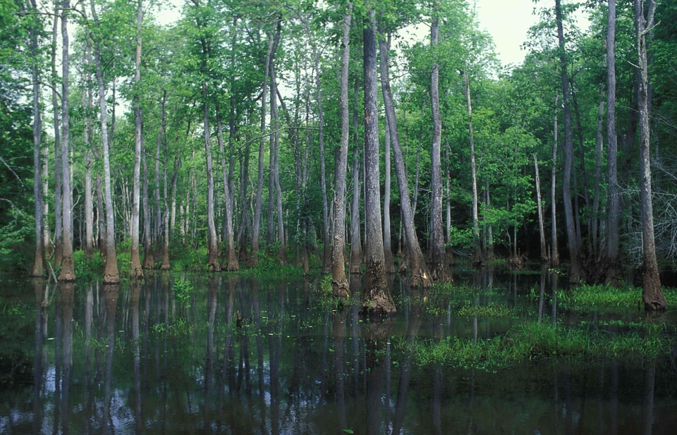 Bottom cypress marsh