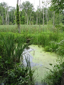 Greenery marsh scenic