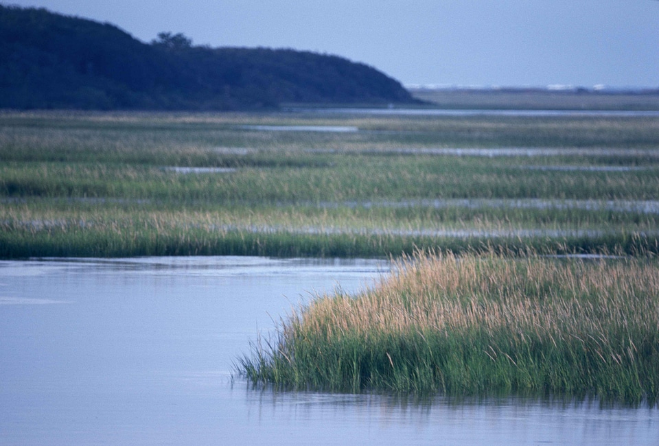 Grass Plants marsh perspective