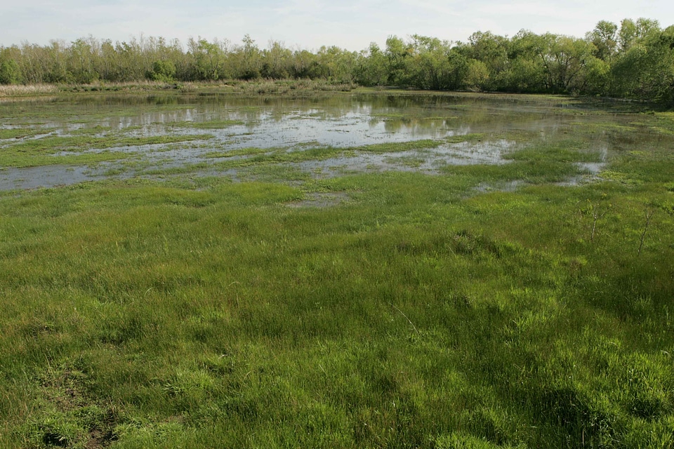 Marsh refuge scenic