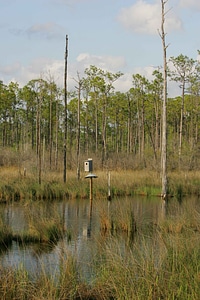 Bird box reflection