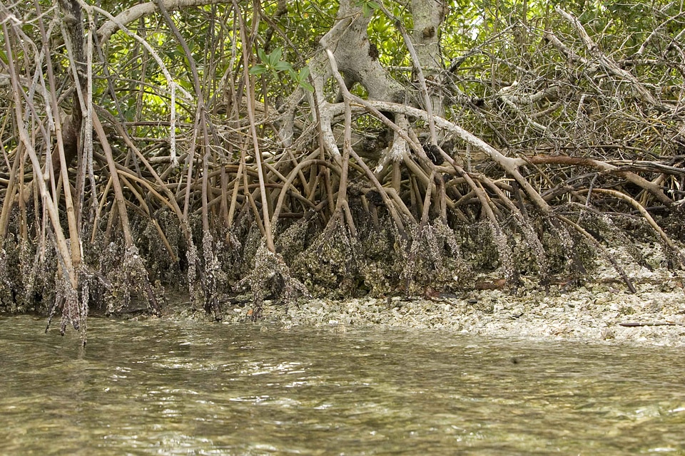 Island mangle plant