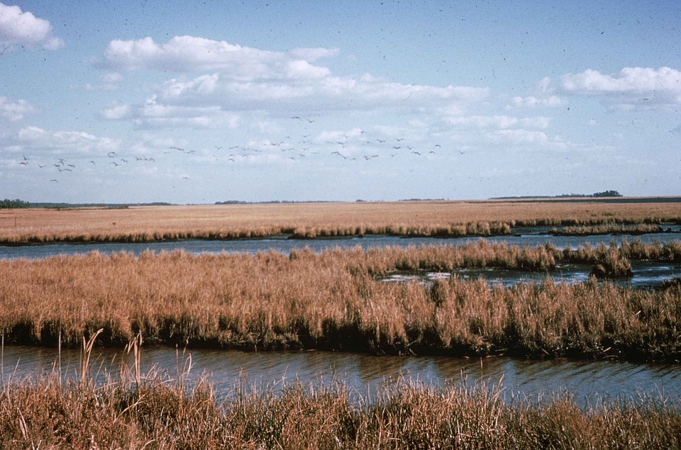 Estate marsh vegetation