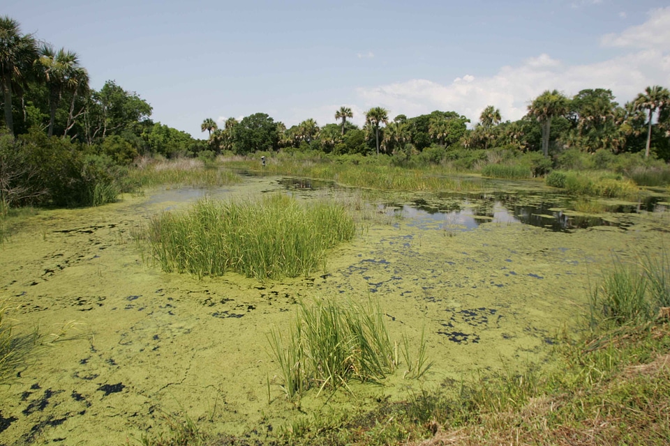 Countryside marsh nature