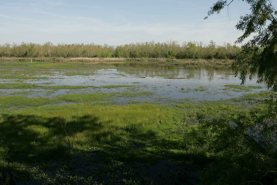 Camp greenery marsh