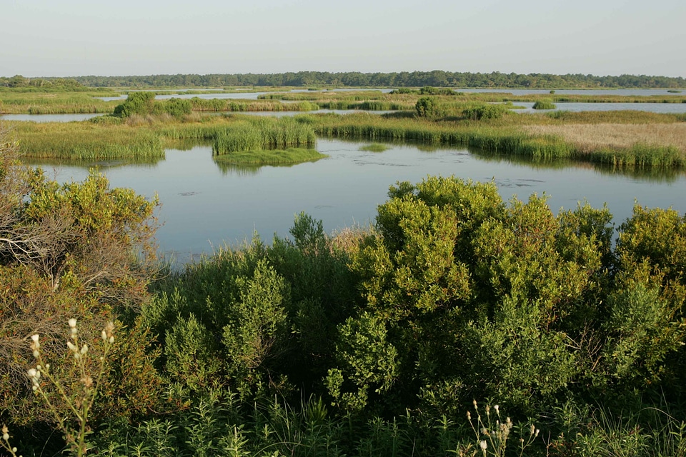 Habitat marsh nature